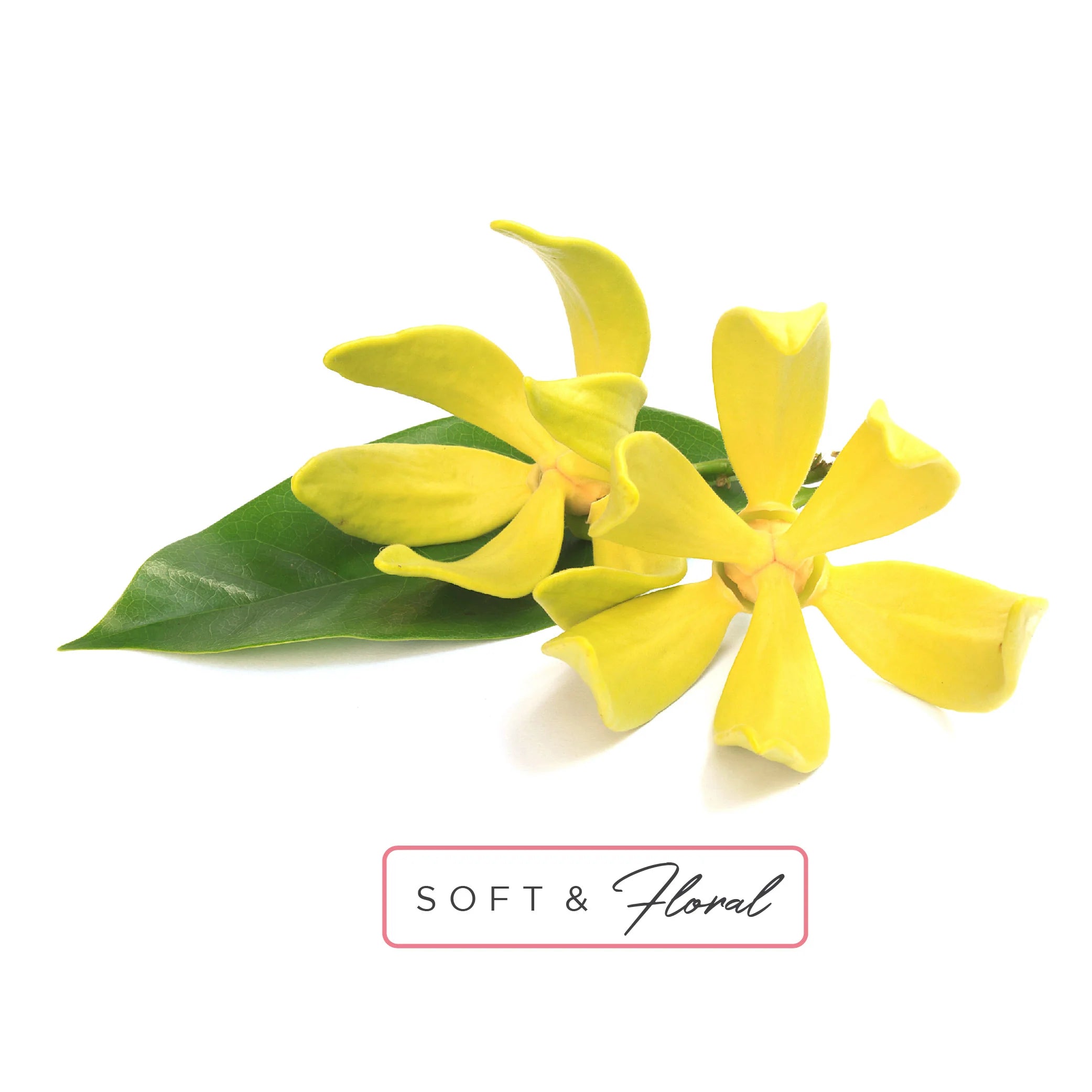 Roll-on d'huile essentiel